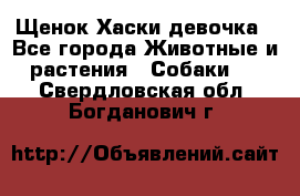 Щенок Хаски девочка - Все города Животные и растения » Собаки   . Свердловская обл.,Богданович г.